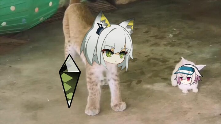 Rare Hunting Footage of an Old Lynx