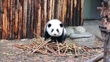 Binatang|Panda Raksasa He Hua Bersemangat