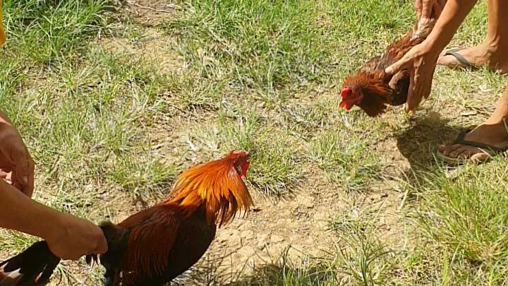 7month binabae vs 1yr old