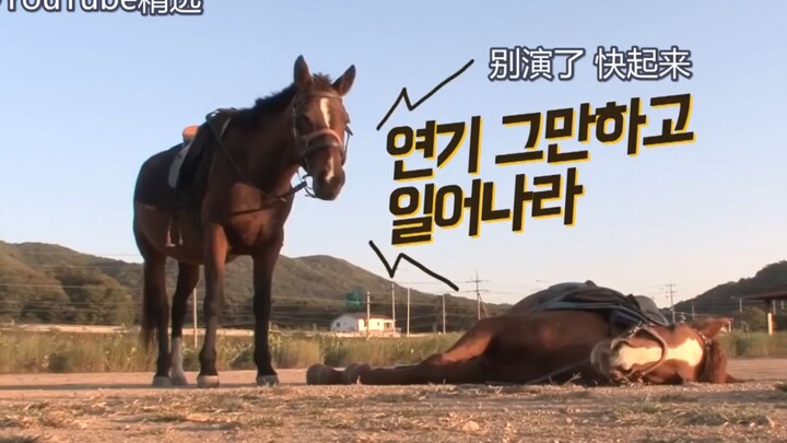 Bạn đã thấy con ngựa lắm chiêu giả chết chỉ để được lười biếng chưa?