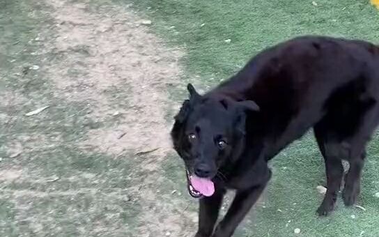 Aku sangat ingin menjadi seekor “anjing bodoh” yang tidak peduli pada apa pun, tapi tetap bahagia.