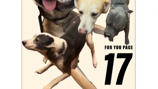 "Saya akan melakukan eutanasia pada 17 anjing hari ini..."