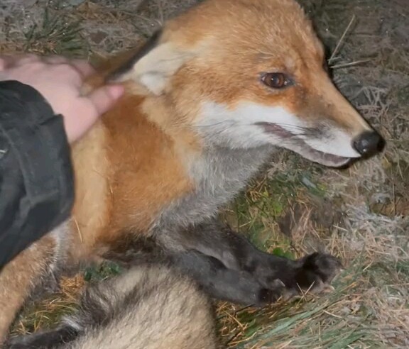 Even a fox can’t resist being tickled!