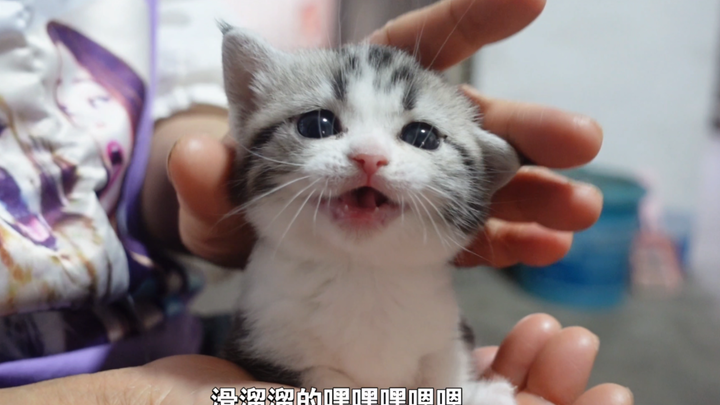 我妈把小时候哄我的技能用在了撸小奶猫上！