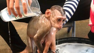 Lay Heang Monkey in the shower