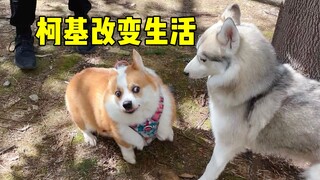 هكذا يكون وضع مربي الكلاب في العصر الحديث