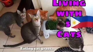 Living with 5 Cats in the Philippines|| Life with 5 cats!