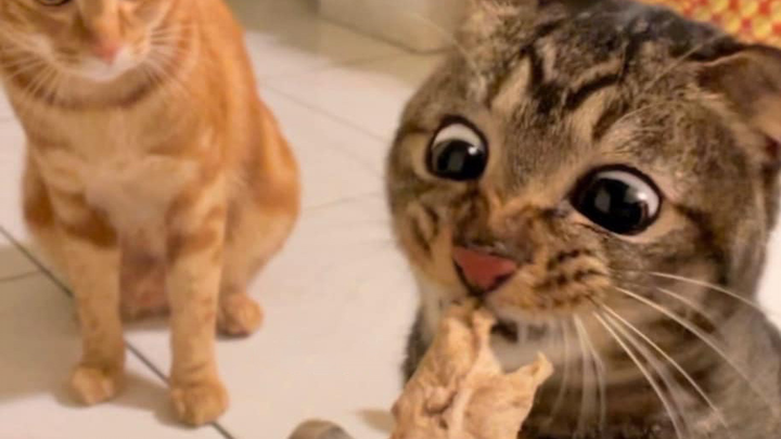 แมวส้มตกใจเมื่อเห็นแมวข้าวแห้ง!