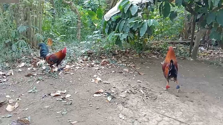 spar ng mga stag