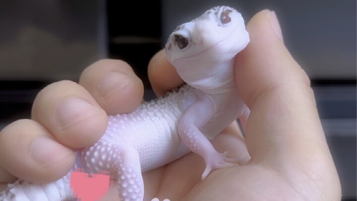 Daji's gorgeous molting