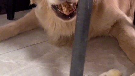 Golden Retriever Gets Angry and Bares Its Teeth at a Chick
