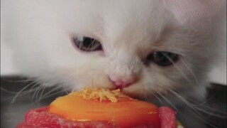 The little kitten ate egg yolk for the first time and turned into a little cat