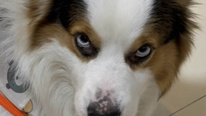 หมา: แกระดับไหนกันถึงมาสอนฉันทำอะไรล่ะ?