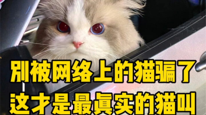 لا تخدعك أصوات القطط على الإنترنت، هذه هي أصوات القطط الأكثر واقعية!