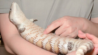 اللسان الأزرق: الحالة النفسية مستقرة