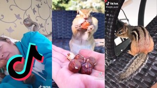 Cute TikToks That Will Melt Your Heart - Squirrel and Chipmunk Side of TikTok
