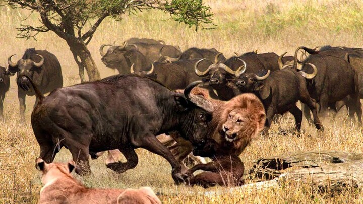 Near Death Escapes Deadly Predators Hunt National Geographic Documentary