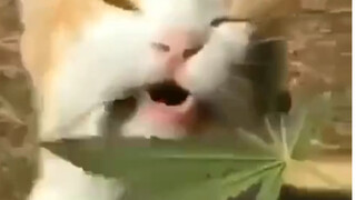 هذا لديه امكانيات كبيرة