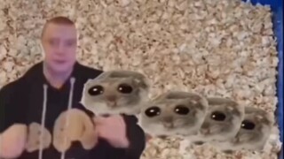 When your hamster has pups...