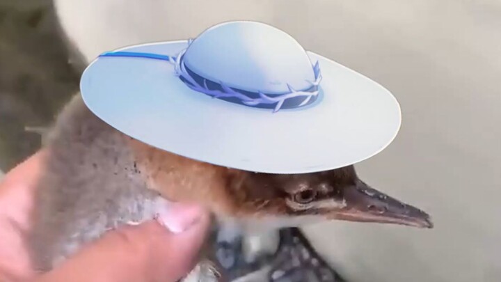 🎶Phoebe from that day, chirping all around 🎶