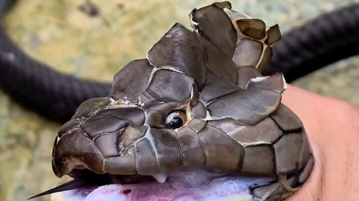 الثعبان: خفّف الضغط وأنا أرفعها!!!