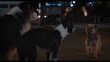 full movie for free "Strays" : Link In The  Description