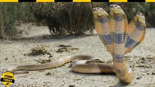 🔴 10 Loài Rắn Quý Hiếm Nhất Hành Tinh Khiến Gã Thợ Săn Nào Cũng Thèm Khát