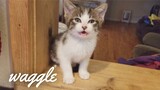 Silliest Kittens | Try Not to Laugh Challenge