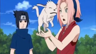 Sakura vs Kiba