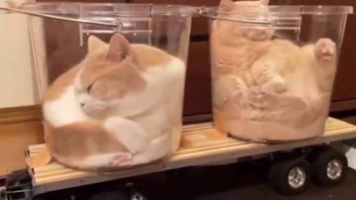 Seperti yang kita ketahui, kucing adalah hewan cair.