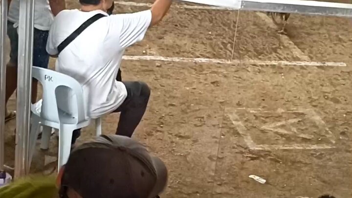 1x winner lemon hatch