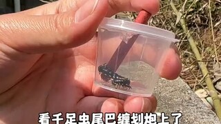 millipede