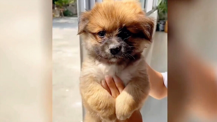 สุนัขพื้นเมืองจีนมีอัตราการป้องกันภาวะซึมเศร้าถึง 99.999%