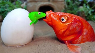 Luar Biasa Ikan emas merah - Cupang Hias, Telur Eksperimen Lego IRL Memasak - Lucu Stop Motion ASMR