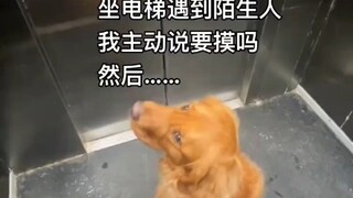 主人带着狗坐电梯，遇到陌生人主动说要摸吗，然后……