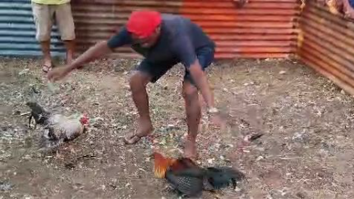 Ulutan Intat Gamefowls 002