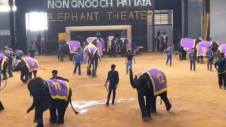 Elephant 🐘