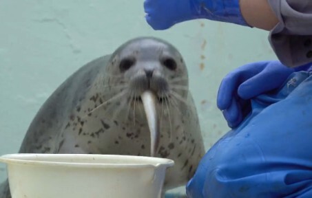 Hải cẩu: Ăn xong là phải chuồn ngay.