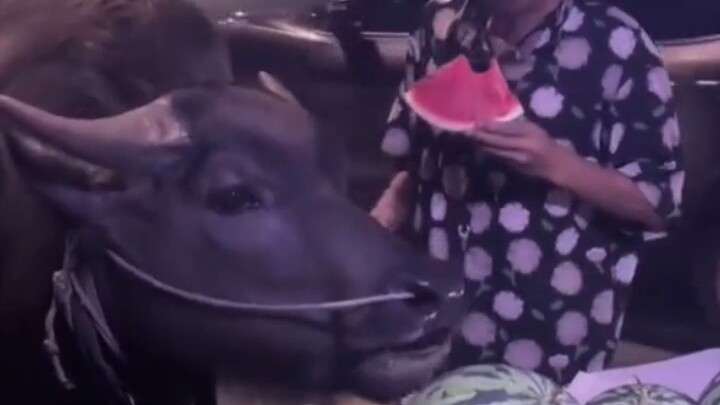 Even the little cow wants to eat watermelon.