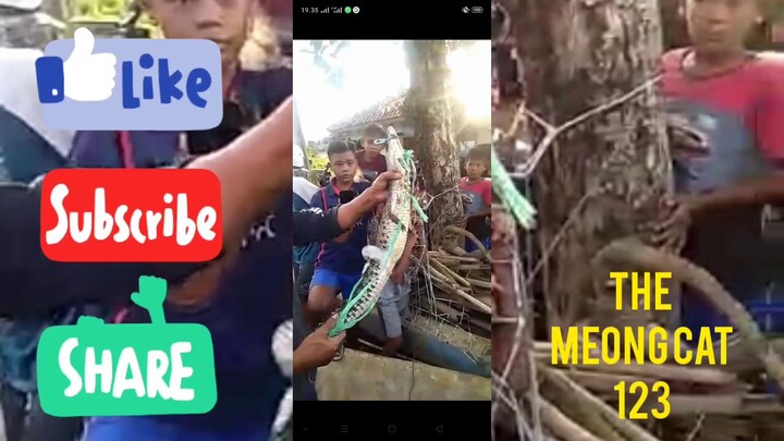 Ditemukan anak buaya