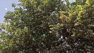 nature vloggers photography star challange everyone