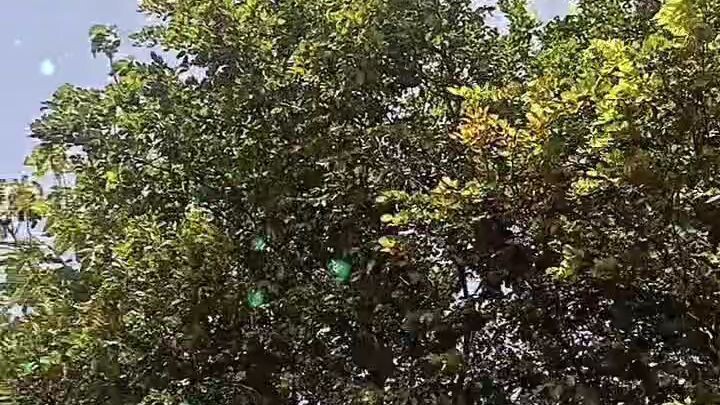 nature vloggers photography star challange everyone