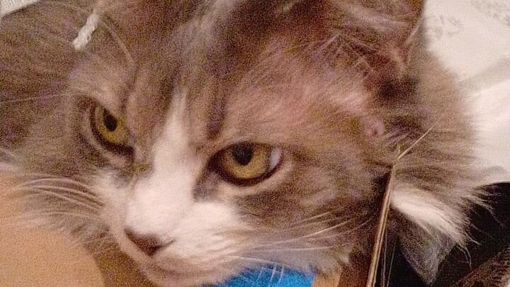 Little Lady Luck Lazer Tag in a box. Too Cute to Watch 😍🥰