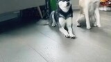 The cutest Tic Tac Toe players ever dogchallenge doglover games kleekai tictactoe