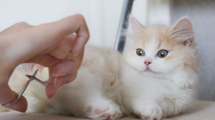Lông mông của mèo con quá dài và luôn có mùi hôi, vì vậy cô chủ đã cắt lông một cách khéo léo và chú