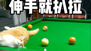 Little Orange is about to reach out and grab again