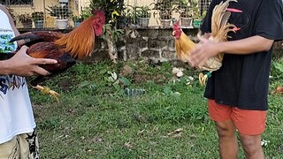 spar muna