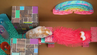 ภารกิจของหนูแฮมสเตอร์ EP 277