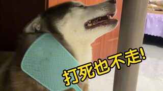 كيف يكون شعورك عندما يكون لديك كلب هاسكي في المنزل معتاد على الجلوس في غرفة مكيفة؟