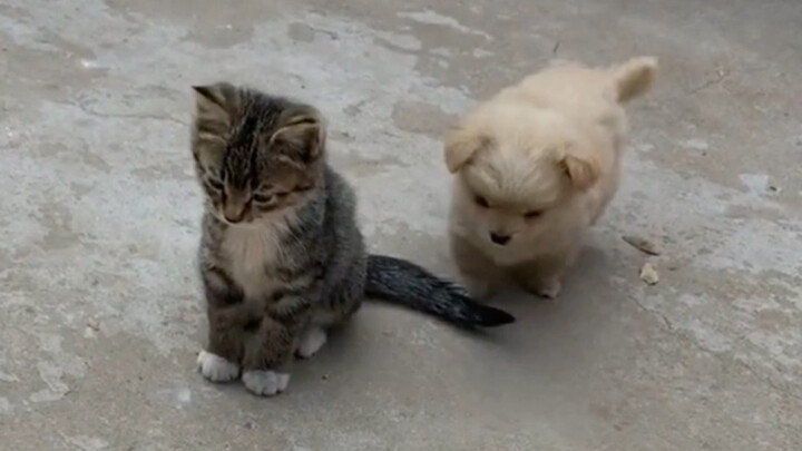 The cat is a Chinese native cat, and the dog is a Chinese native dog!